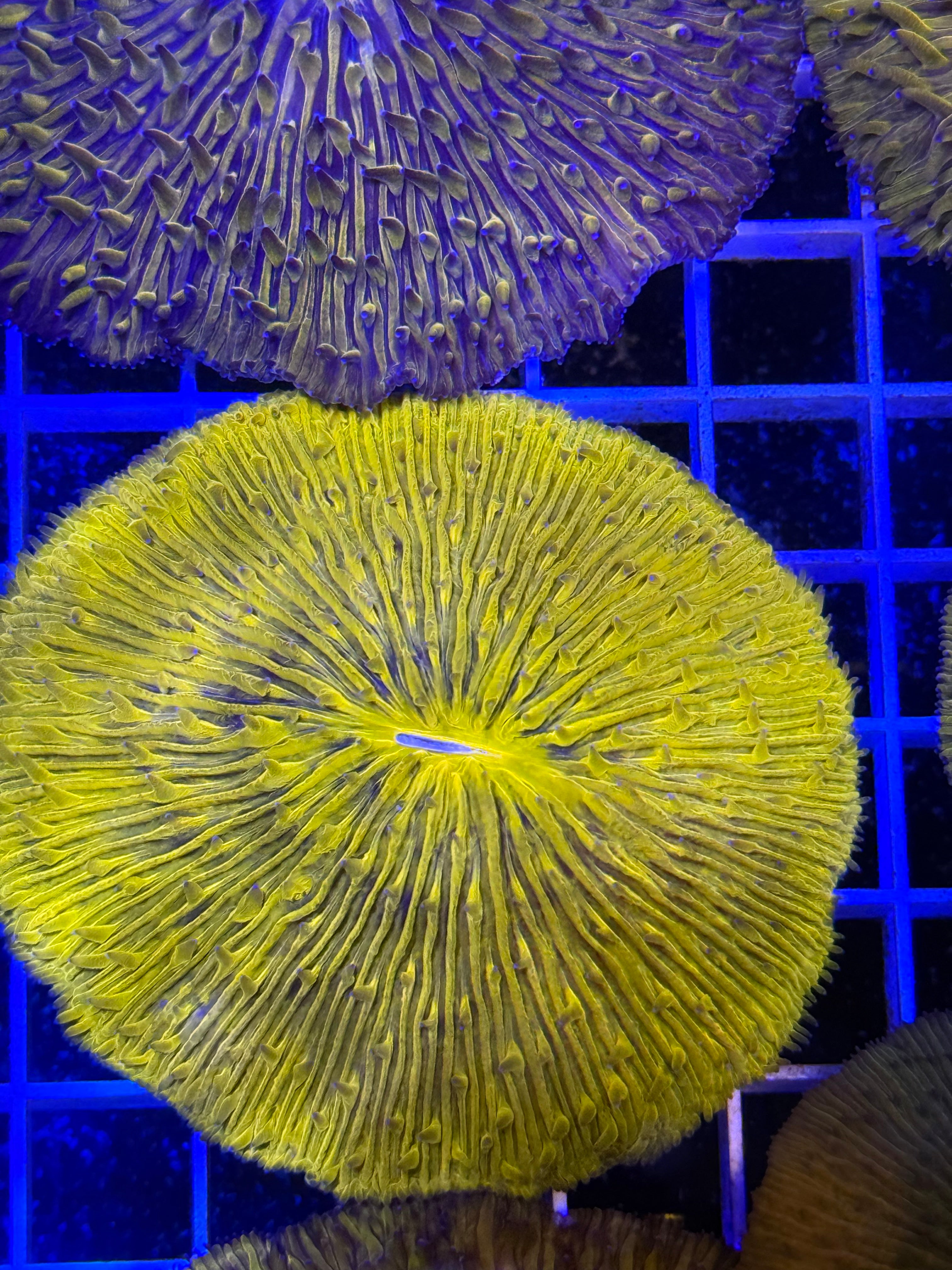 Orange Fungia Plate Coral LG
