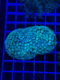 Goniopora Colony - WYSIWYG 22AC384B