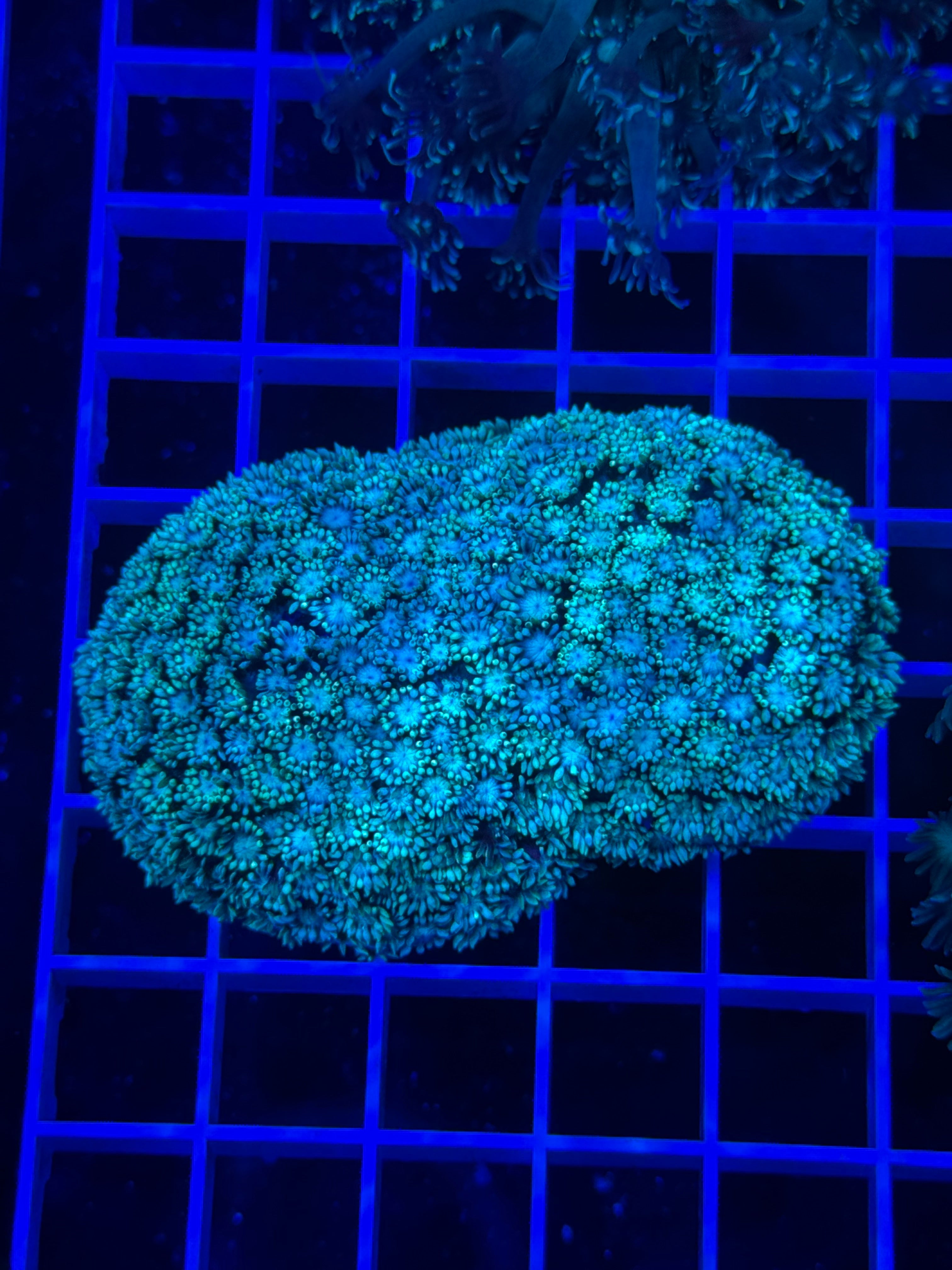 Goniopora Colony - WYSIWYG 22AC384B