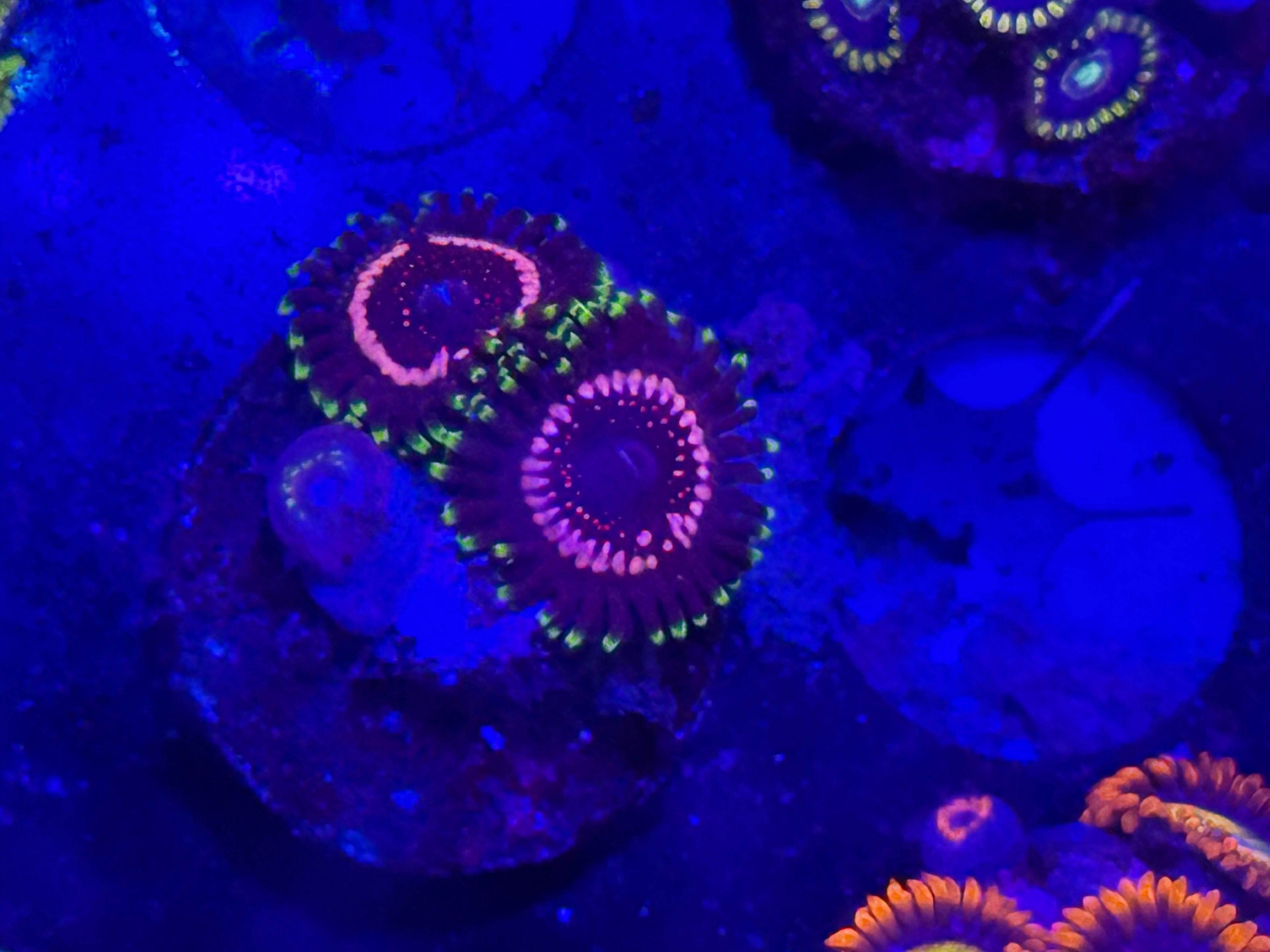 Stratocaster Zoas