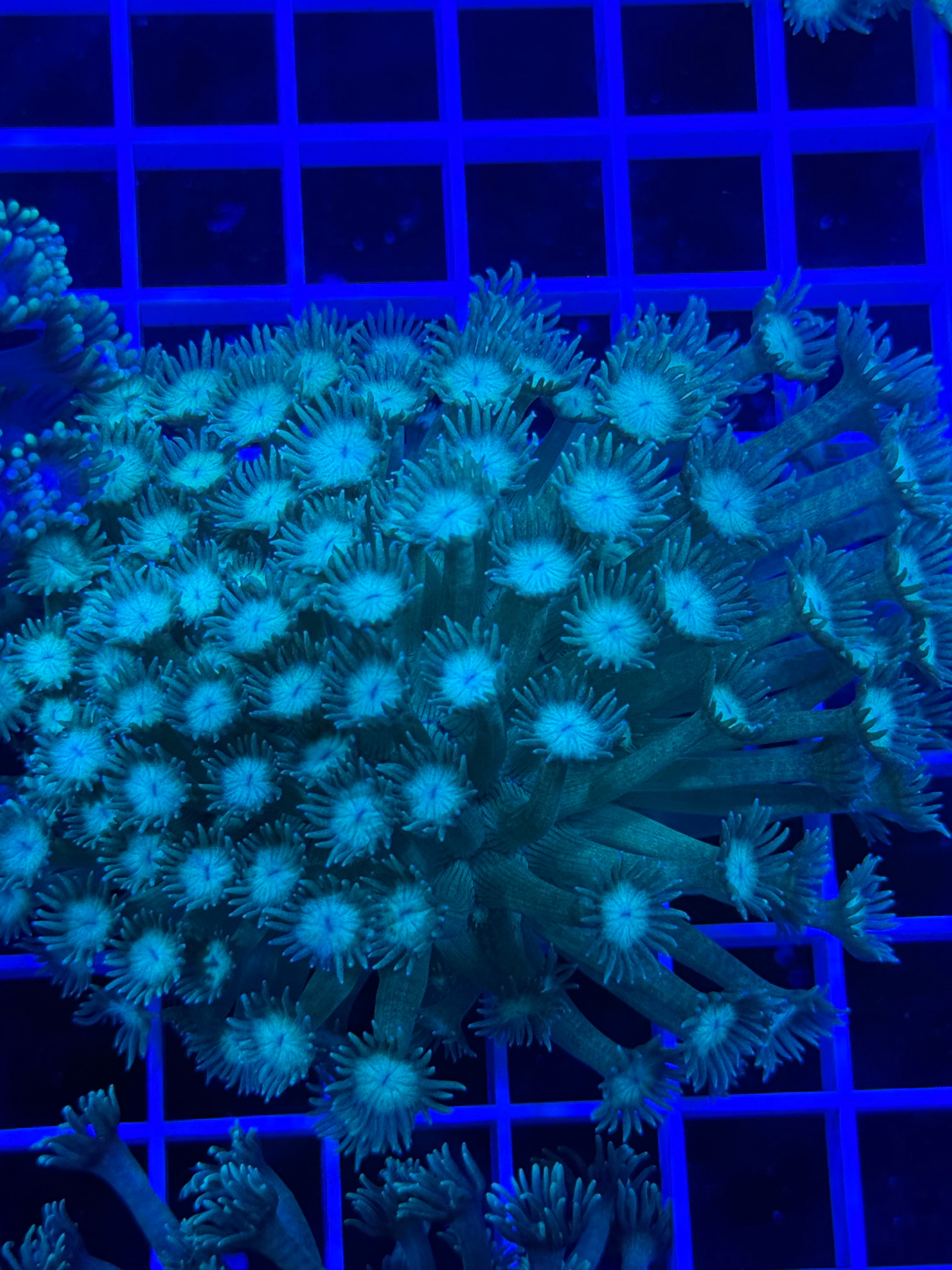 Goniopora Colony - WYSIWYG 24F945B4