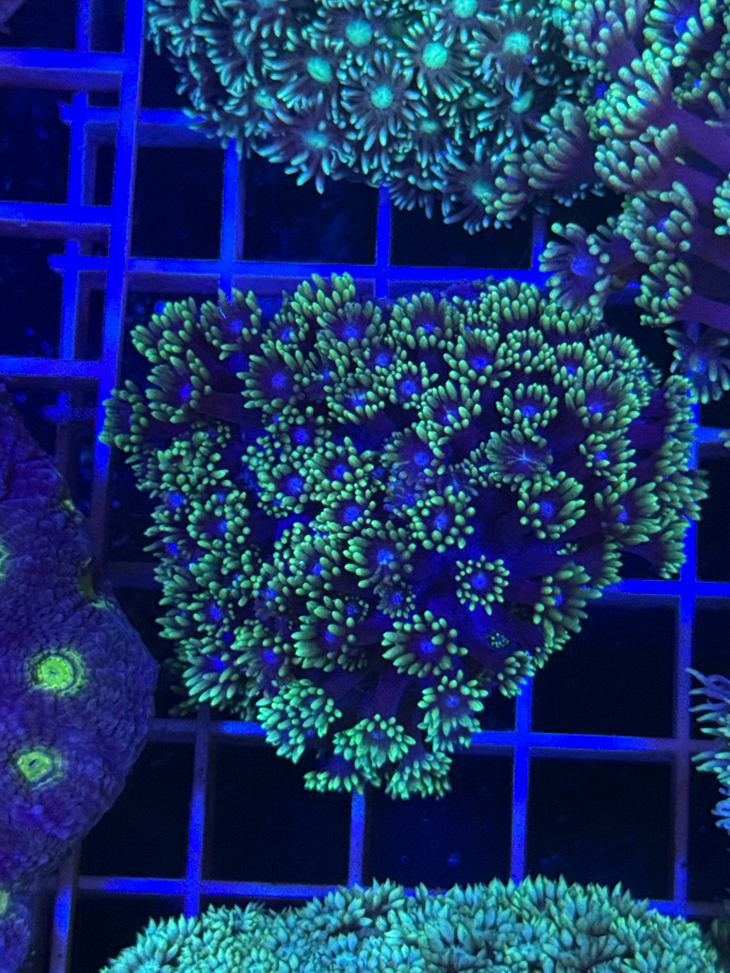 Alveopora colony green purple
