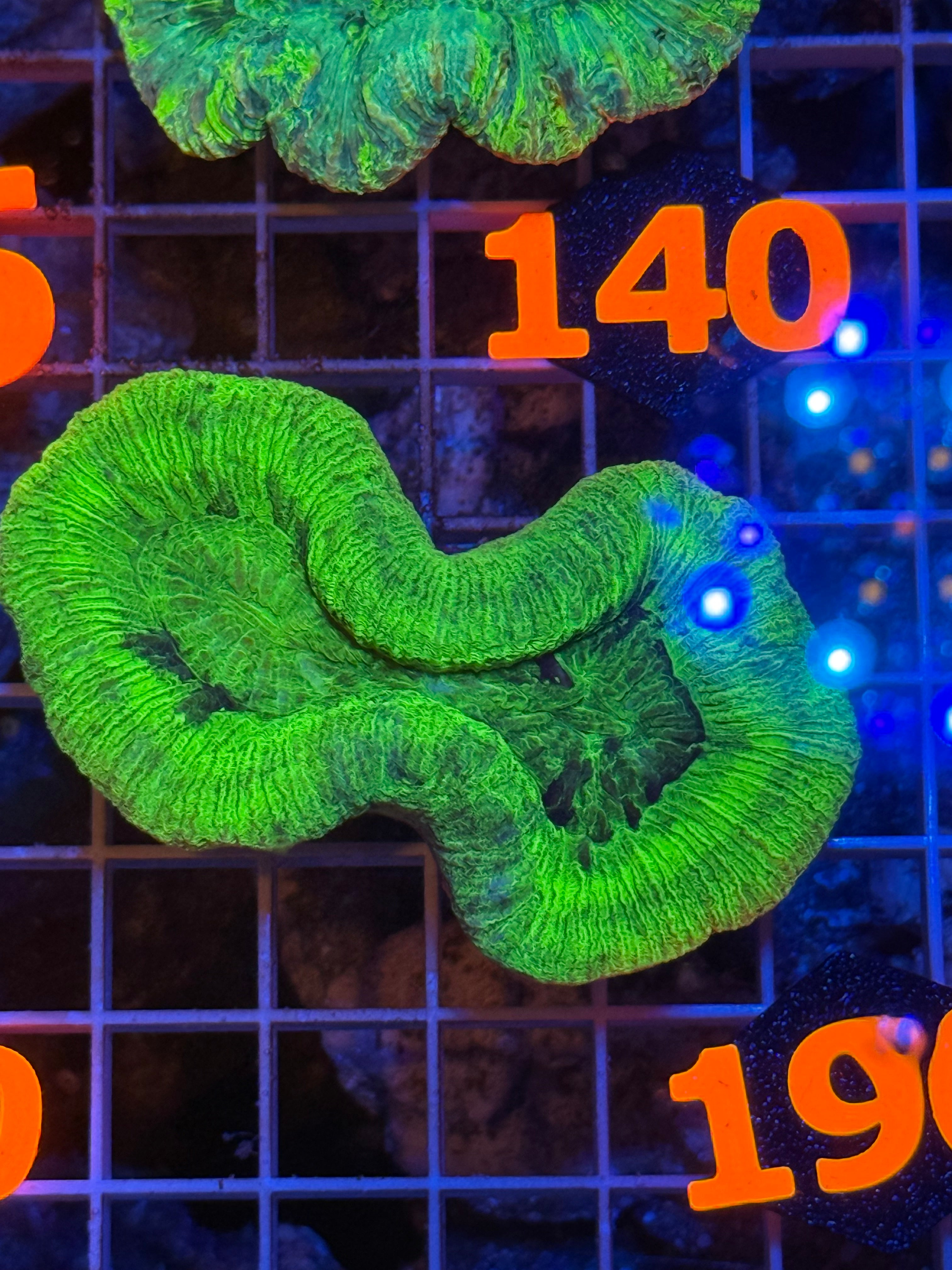 Trachyphyllia - WYSIWYG 27FC80B8