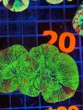Trachyphyllia - WYSIWYG 2C7FC03B