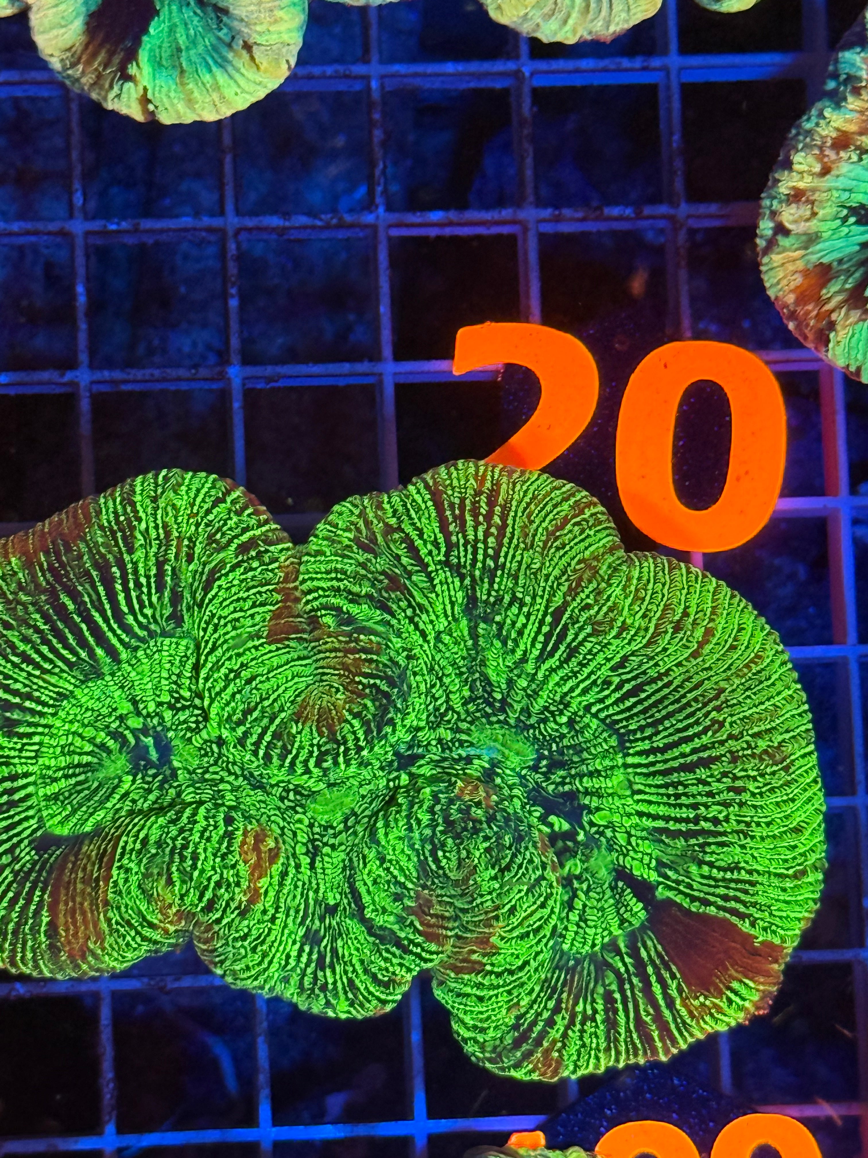 Trachyphyllia - WYSIWYG 2C7FC03B
