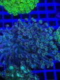 Goniopora Colony - WYSIWYG 2CDE150B