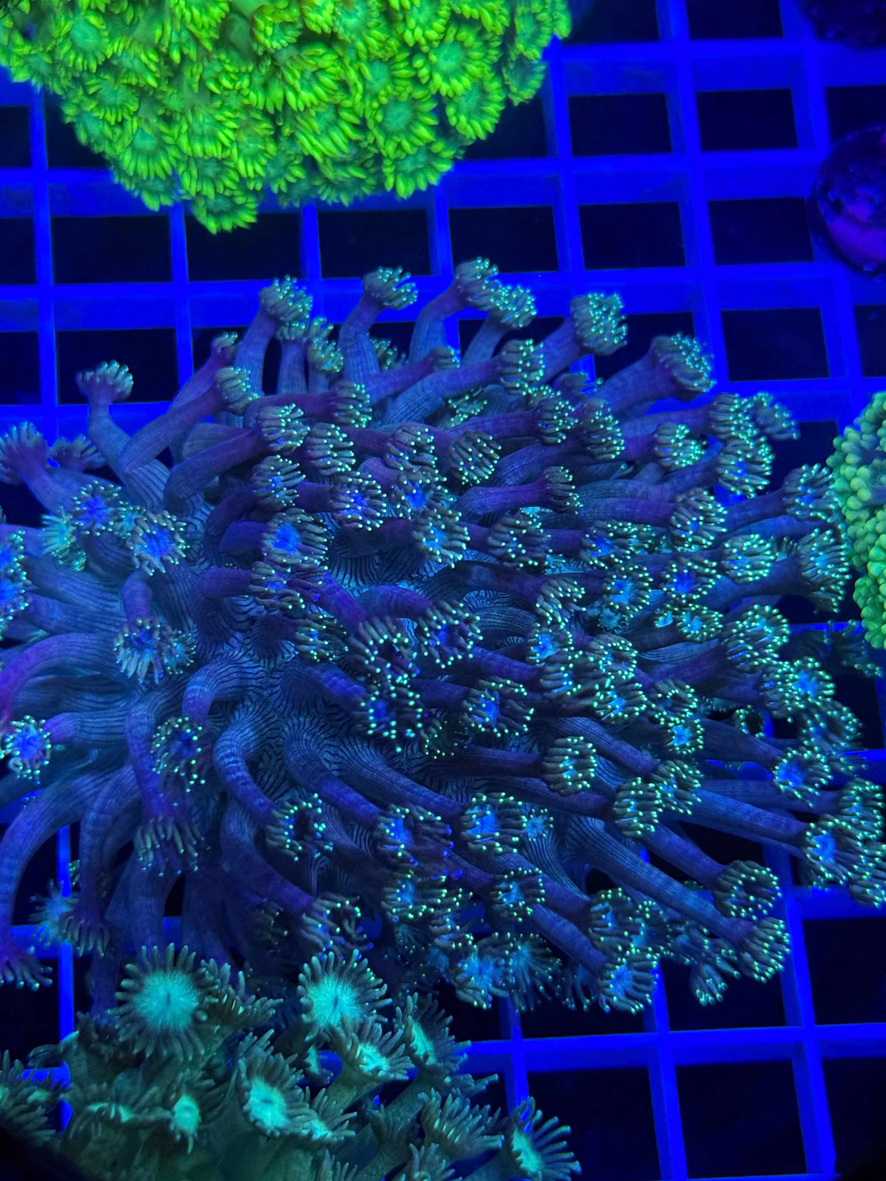 Goniopora Colony - WYSIWYG 2CDE150B