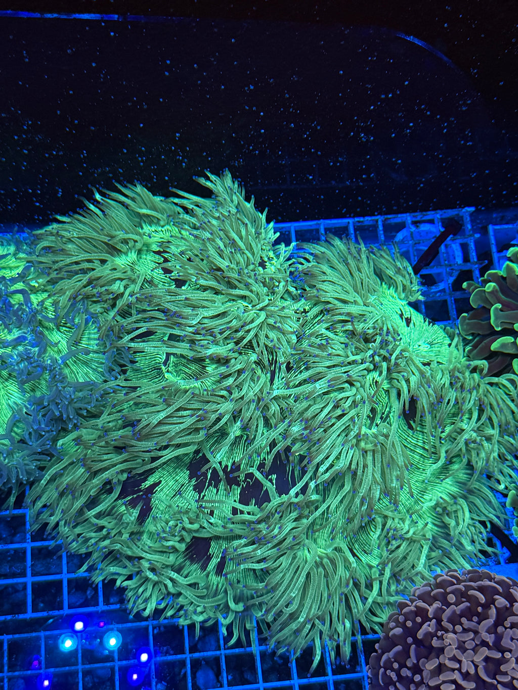 Elegance coral xl  “shaggy”