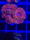 Acan Lord Ultra Frag - WYSIWYG 332E9DEE