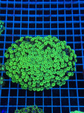 Alveopora Colony