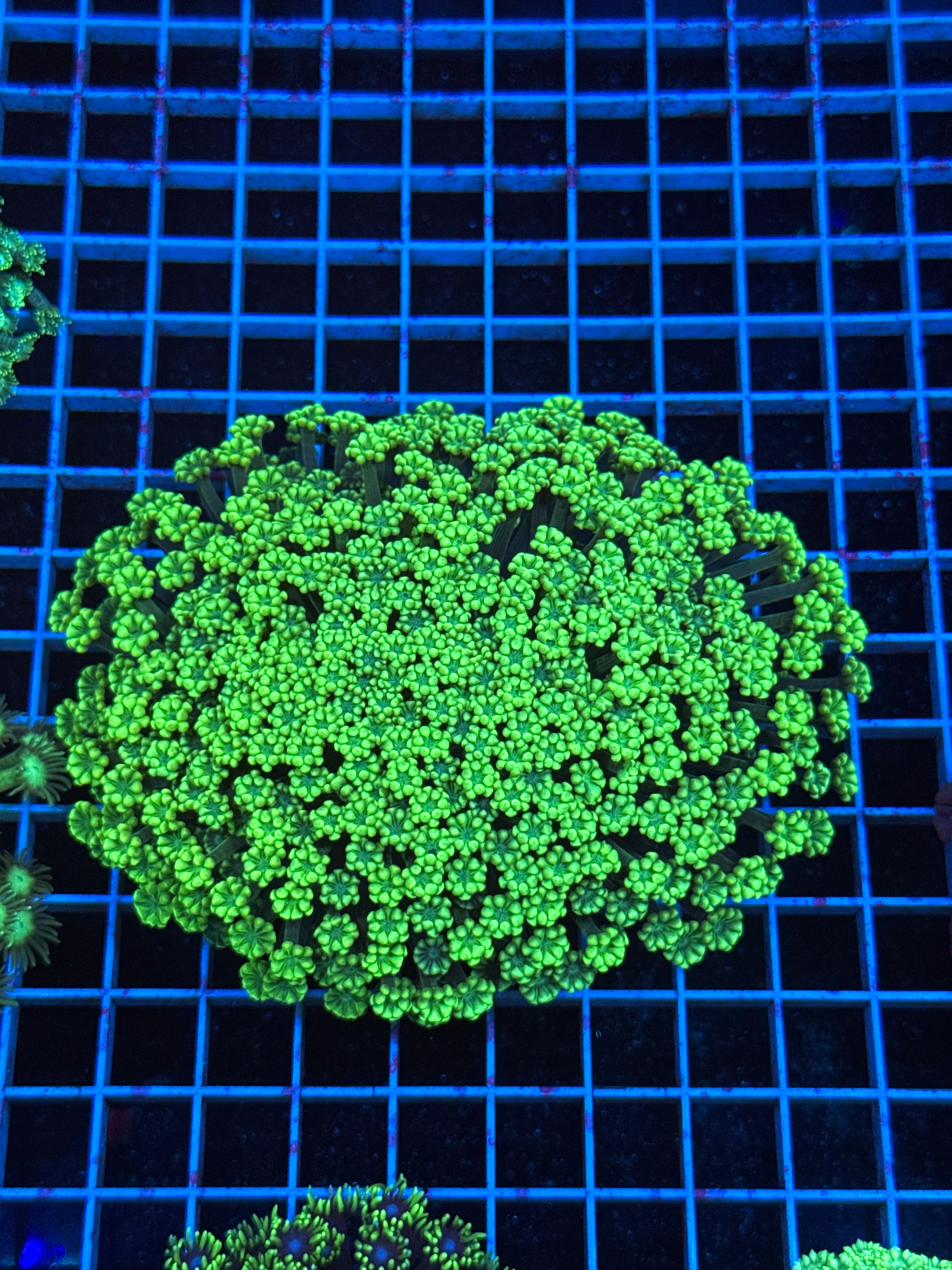 Alveopora Colony
