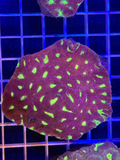Favia Colony XL - WYSIWYG 3583BF30