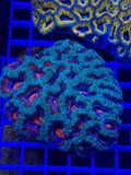 Acan Lord Colony