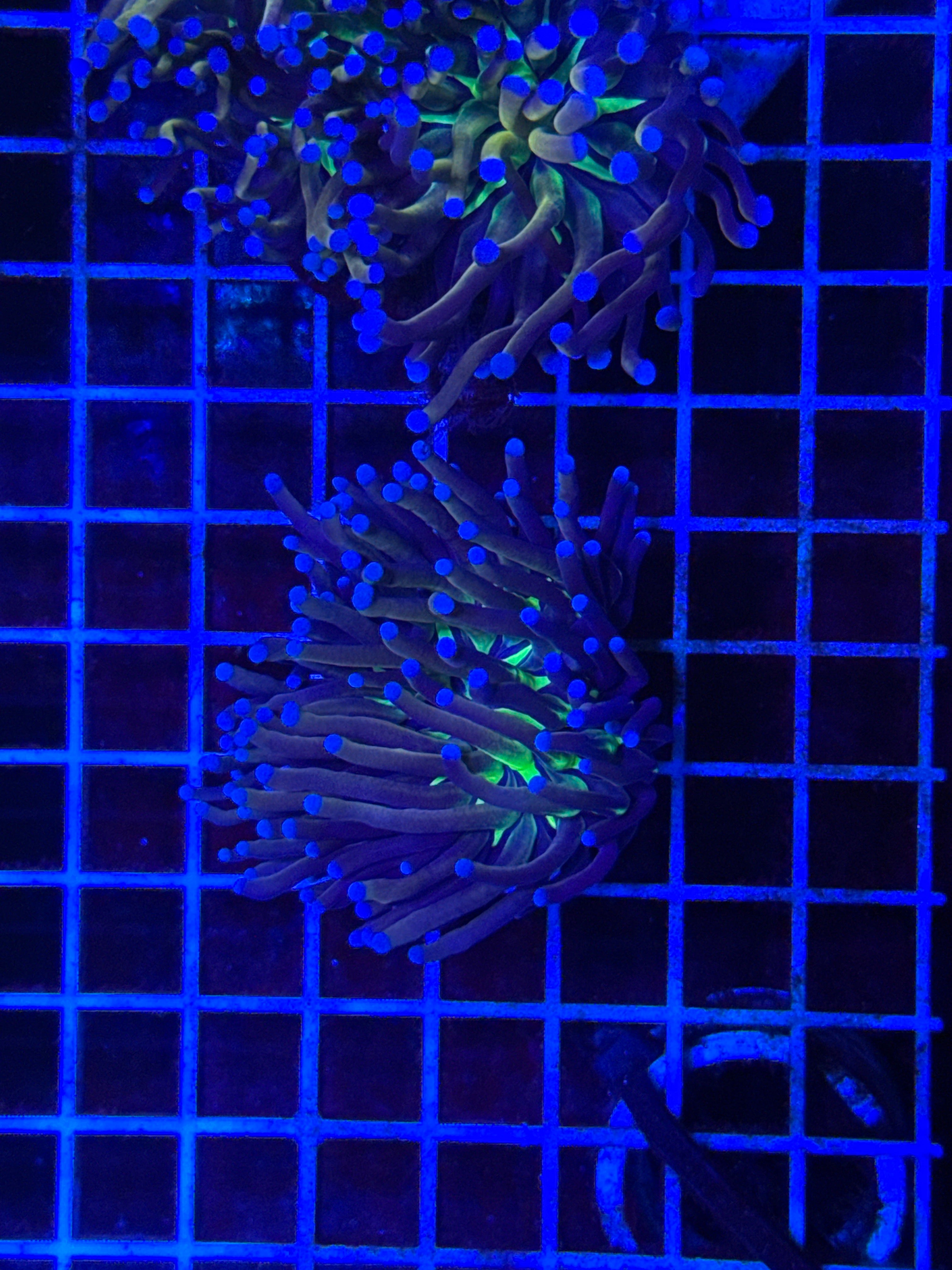 Joker Torch Coral