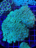Alveopora colony XXL