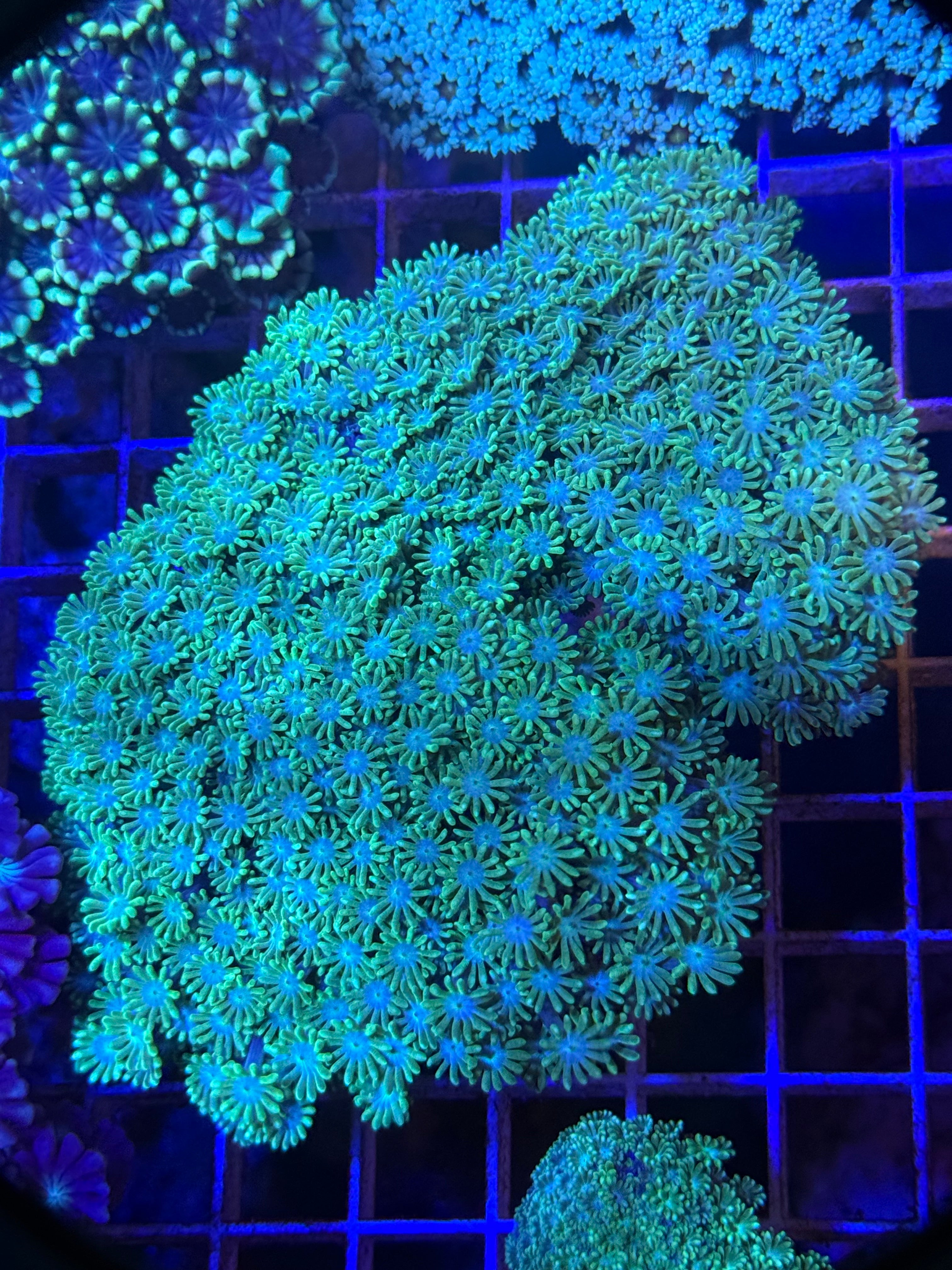 Alveopora colony XXL