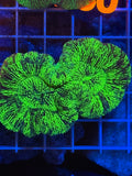 Trachyphyllia - WYSIWYG 3C12E84B