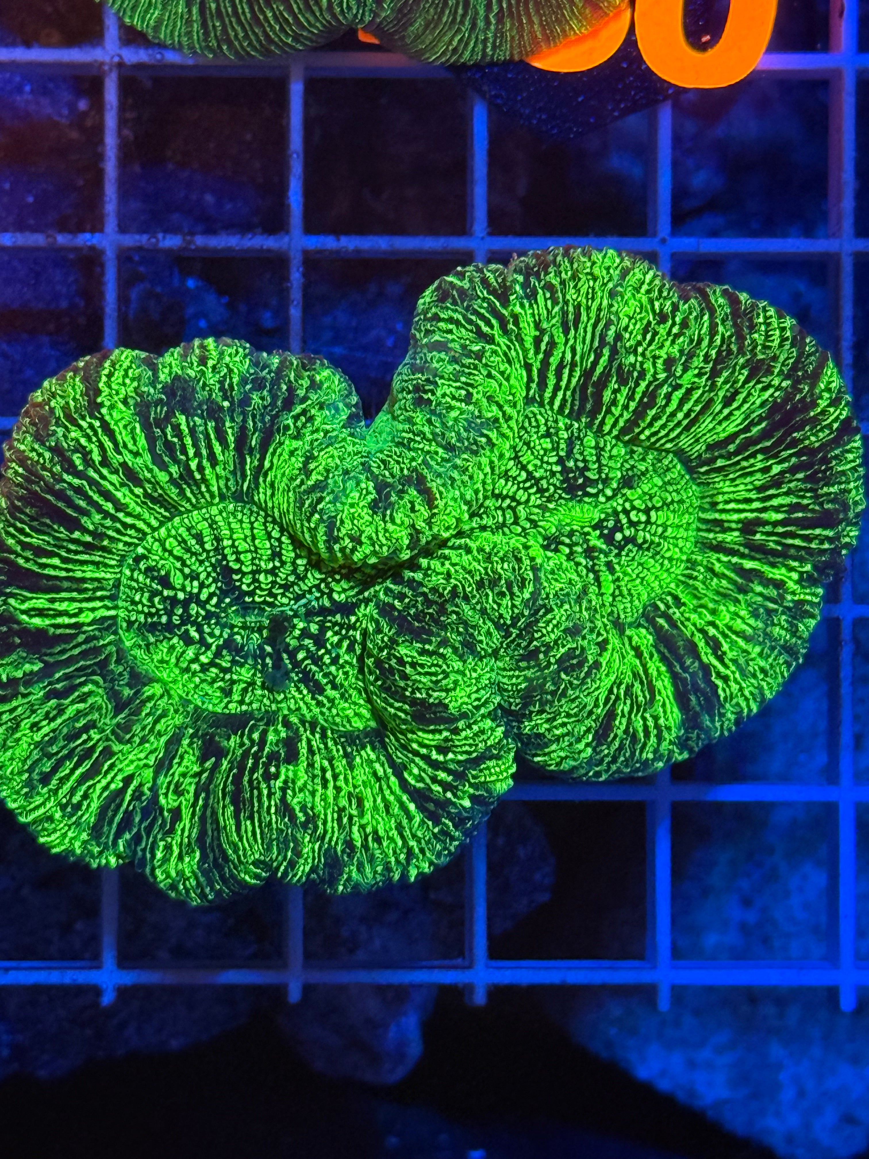 Trachyphyllia - WYSIWYG 3C12E84B