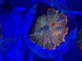 Ultra Orange Teal Rhodactis mushroom