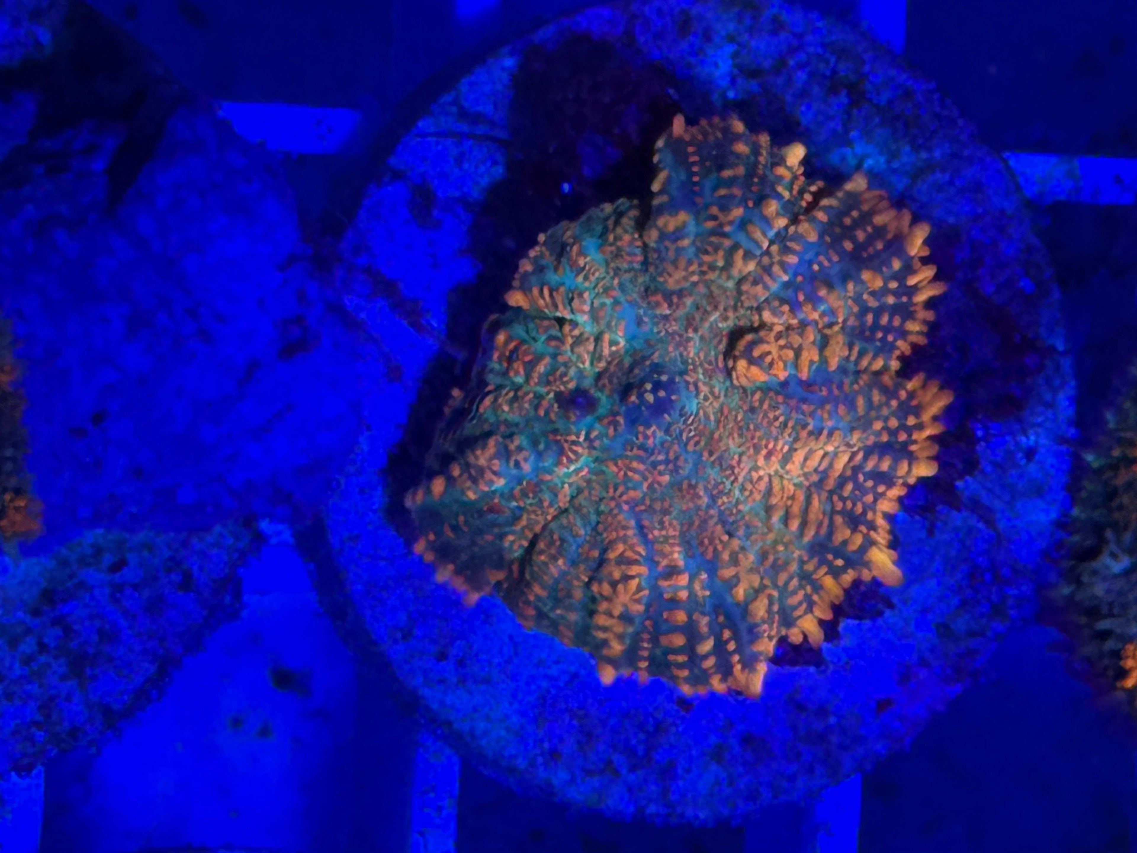 Ultra Orange Teal Rhodactis mushroom