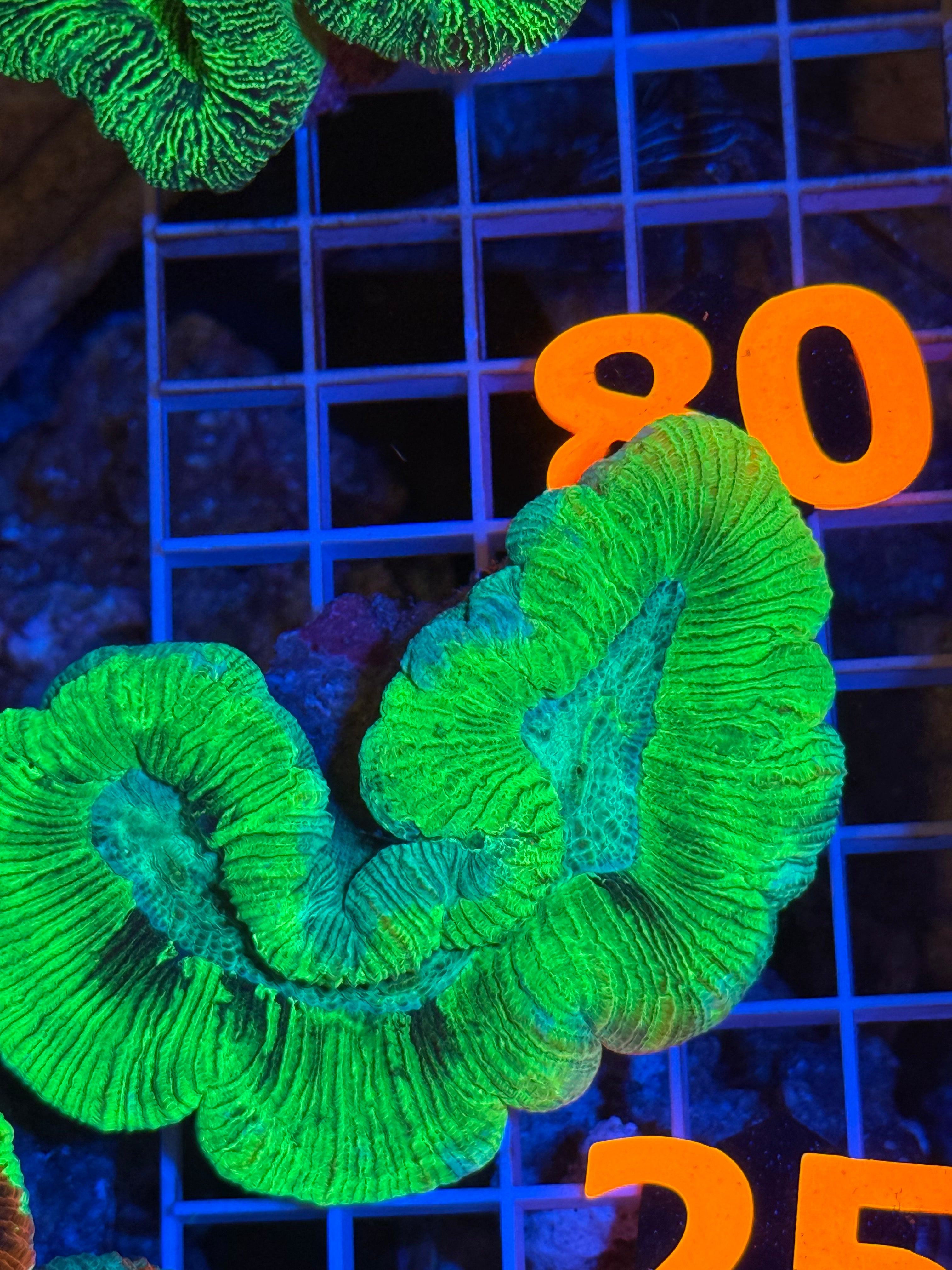 Trachyphyllia - WYSIWYG 44A3202D