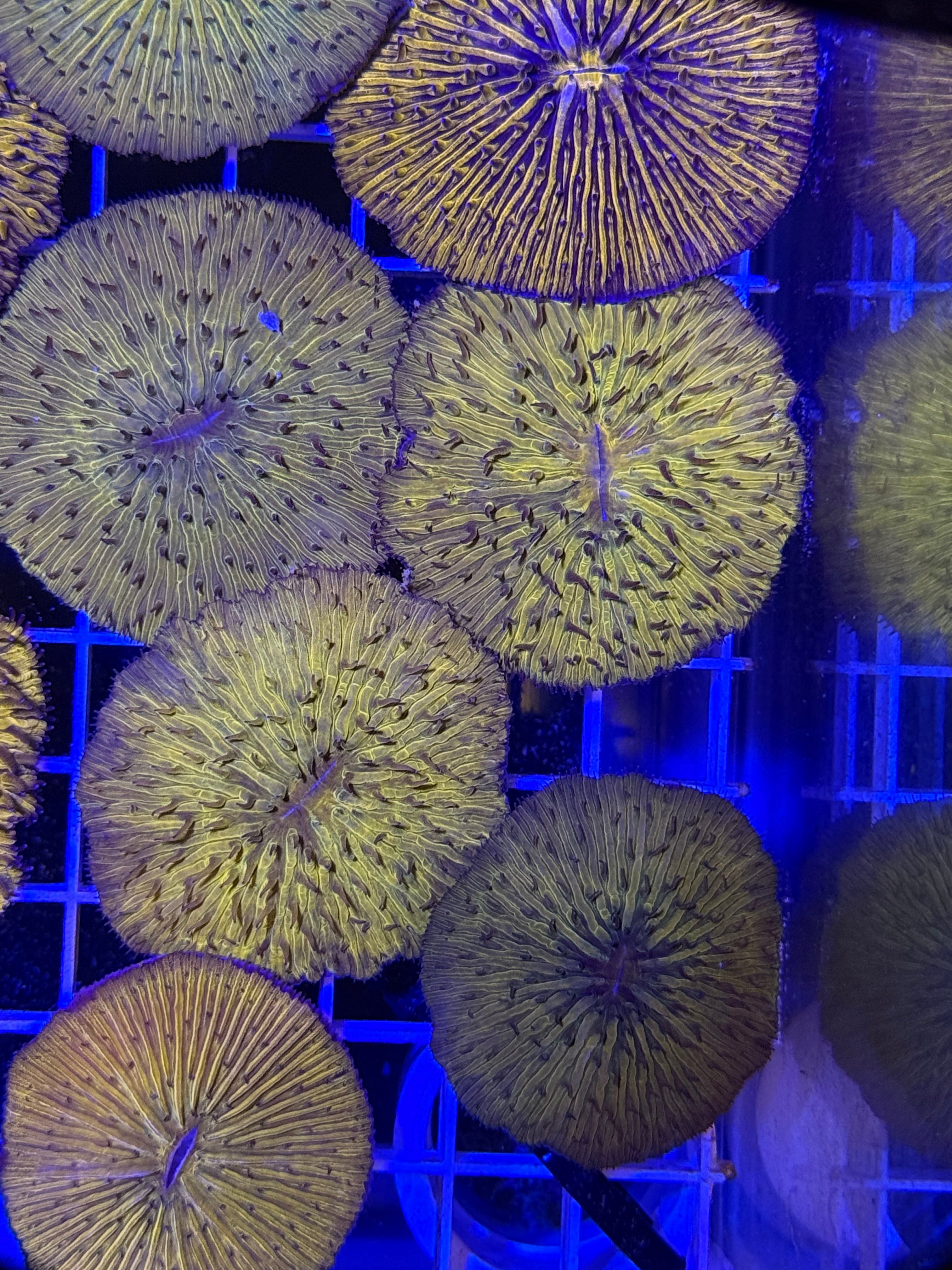 Orange Fungia plate coral Sm