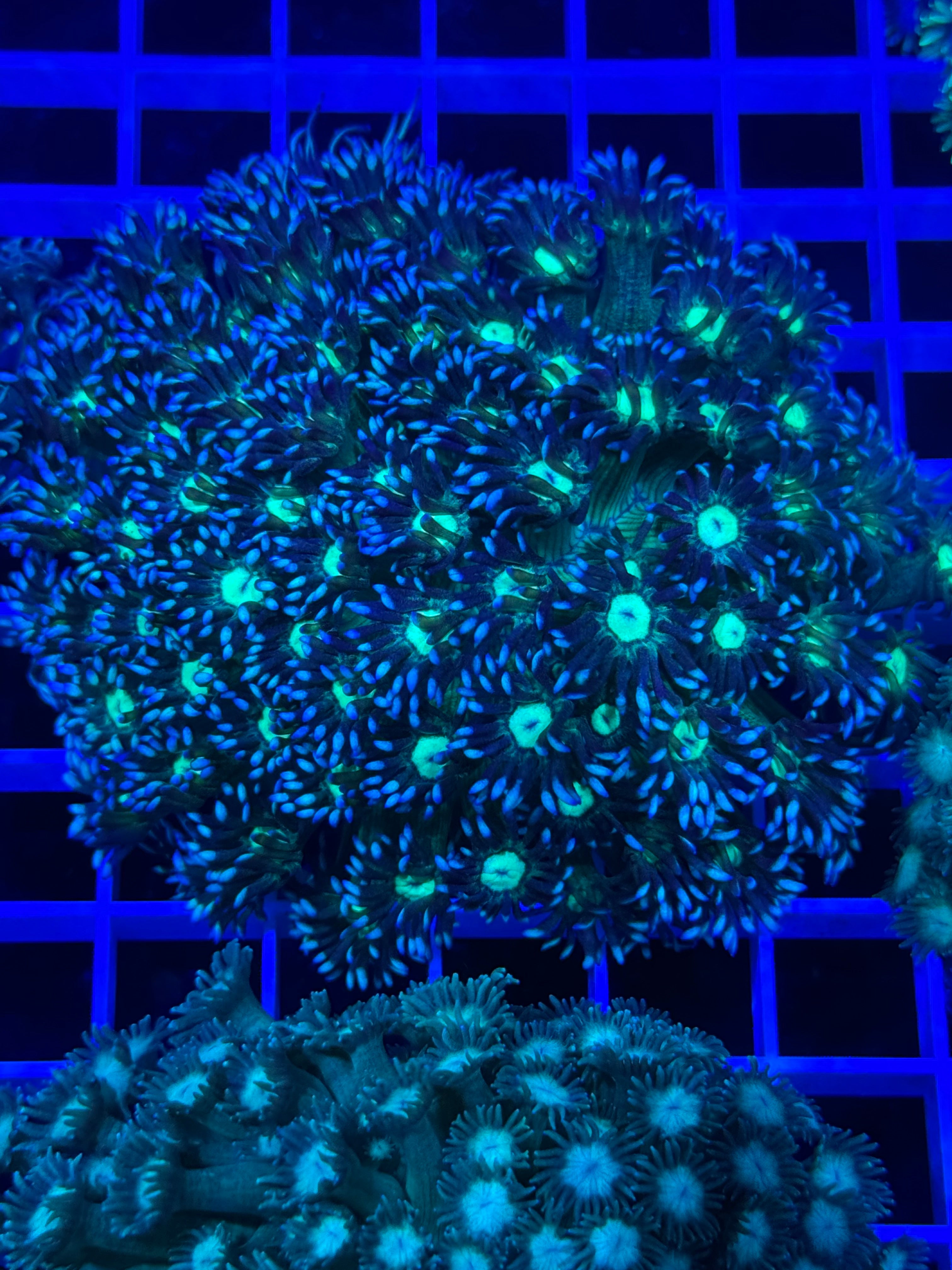 Goniopora Colony - WYSIWYG 4B09FA46