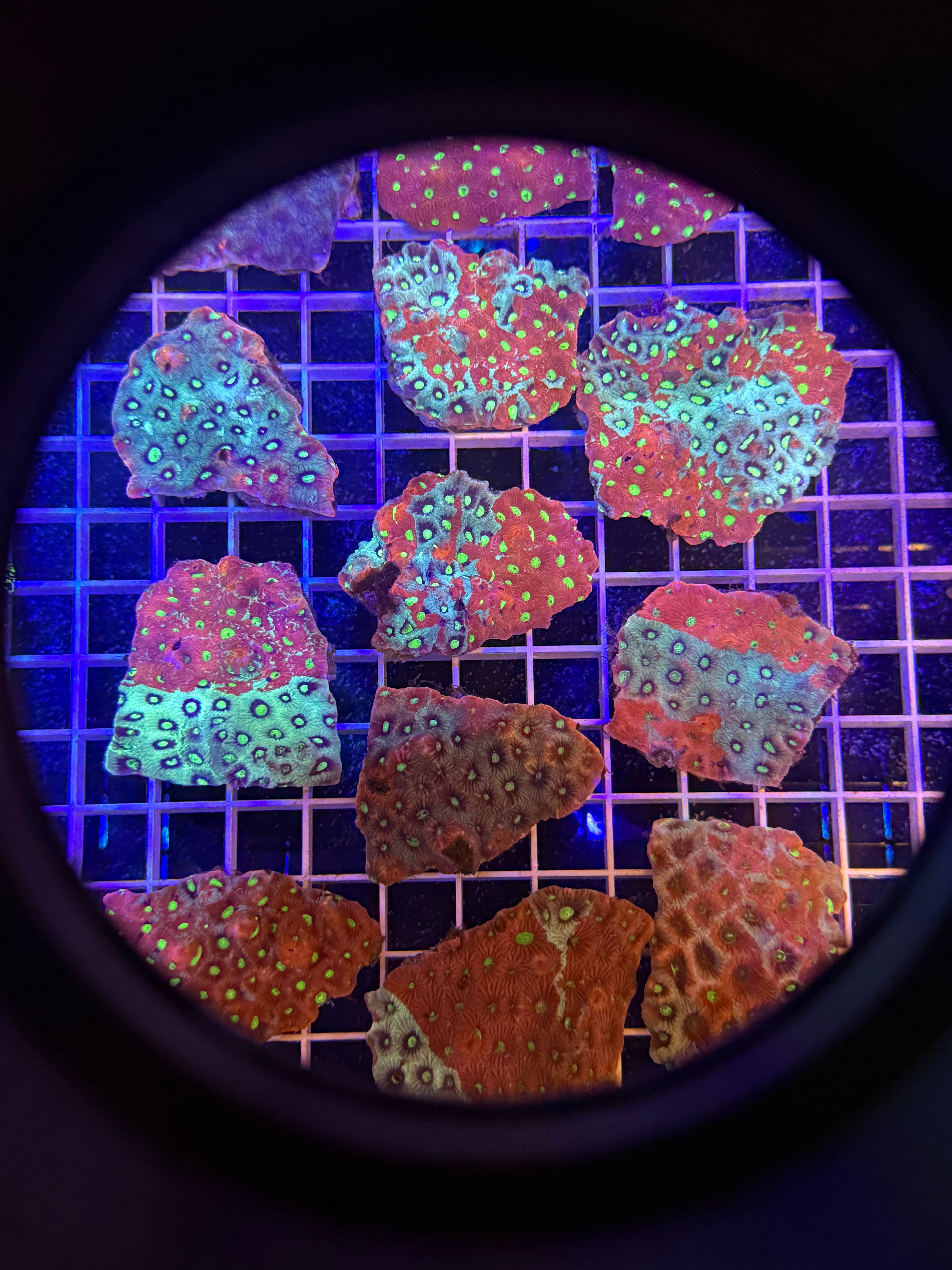Favites war coral