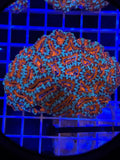 Acan Lord Colony