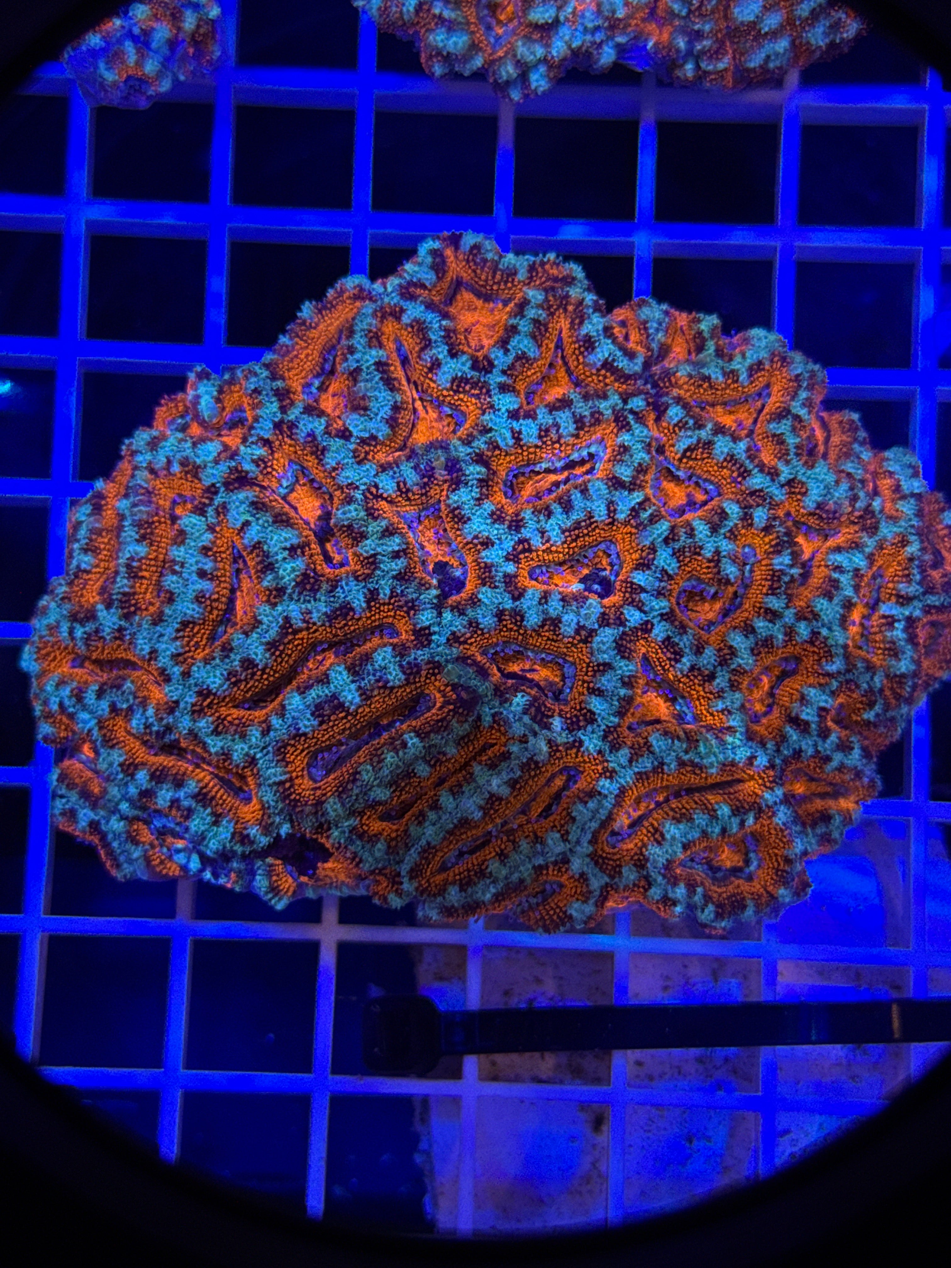 Acan Lord Colony