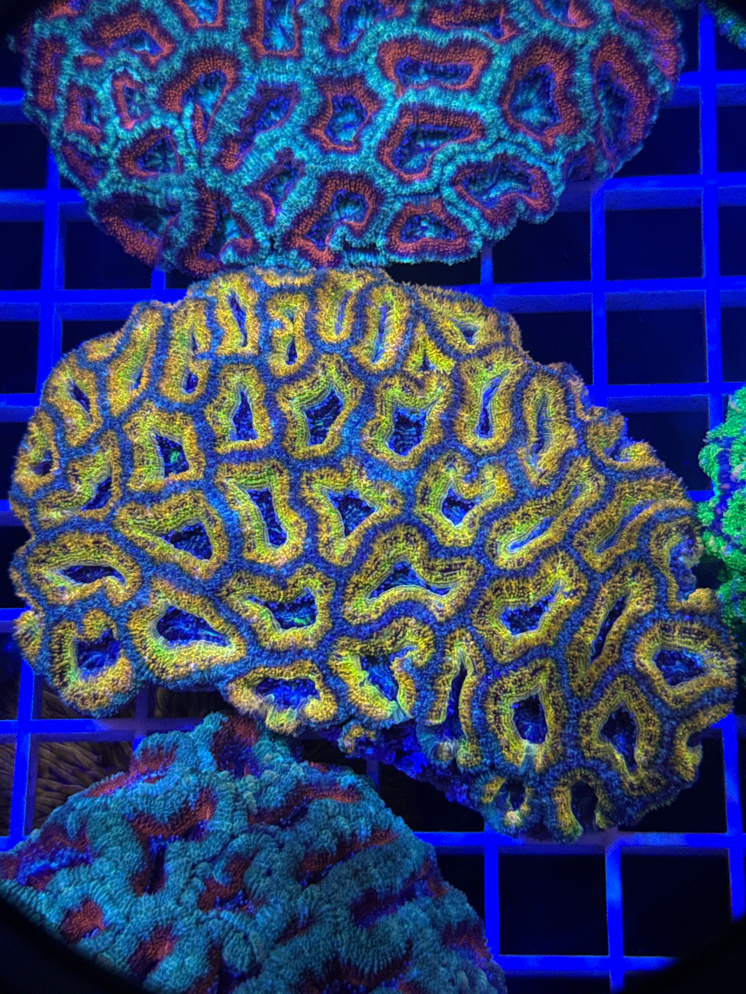 Acan Lord Colony