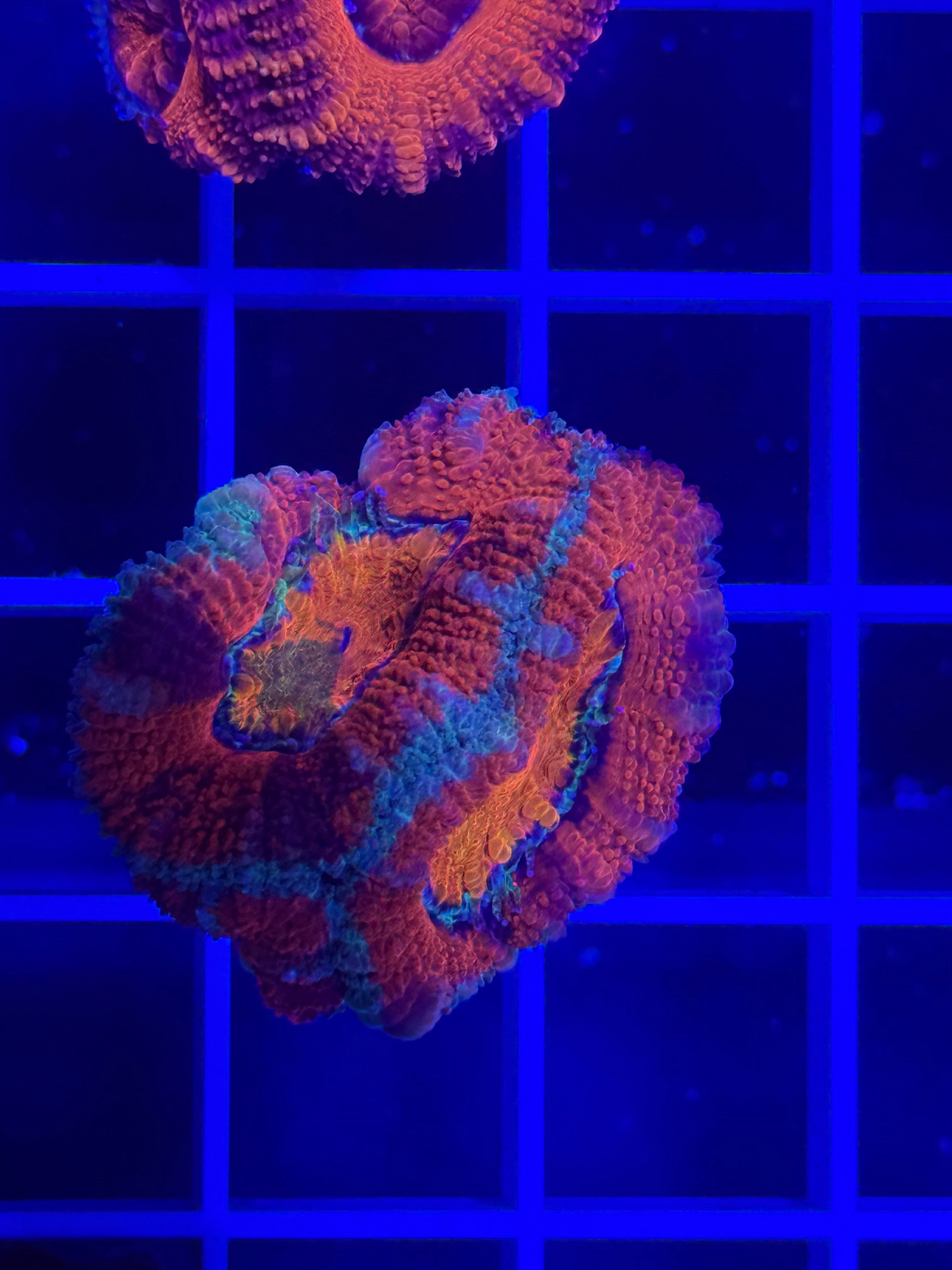 Acan Lord Ultra Frag - WYSIWYG 4D5C676D