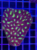 Favia Colony XL - WYSIWYG 59F403B5