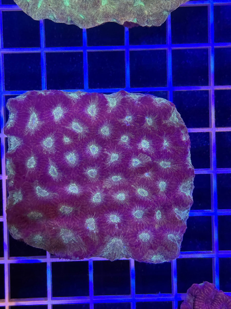 Favia Colony XL - WYSIWYG 5B4C27EC