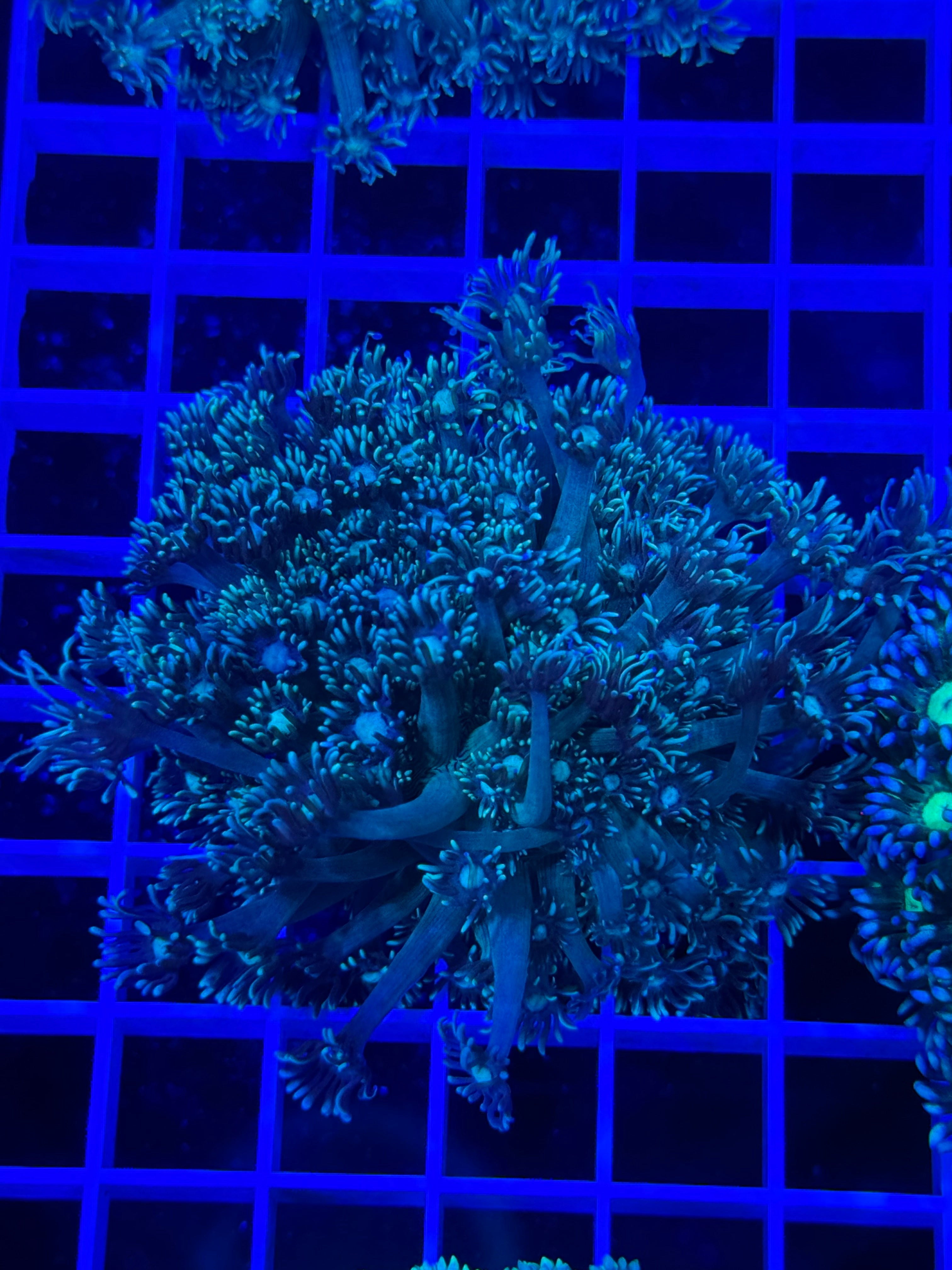 Goniopora Colony - WYSIWYG 5C2239E8