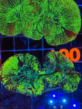 Trachyphyllia - WYSIWYG 5C9E6520