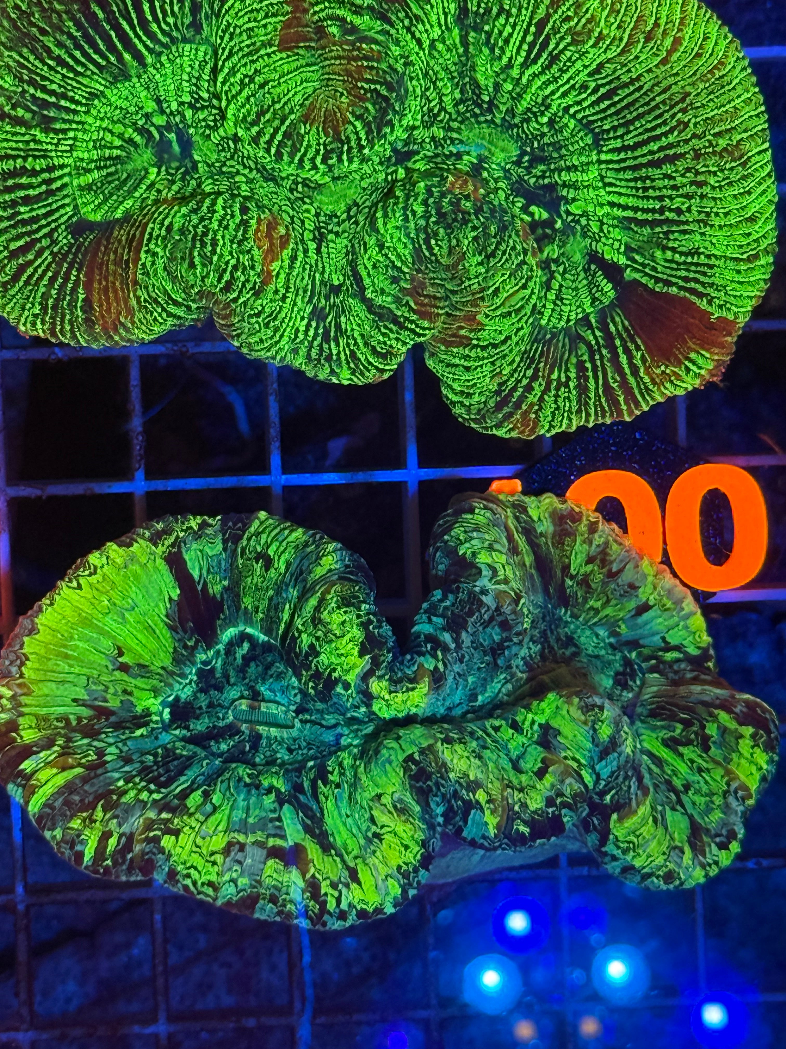 Trachyphyllia - WYSIWYG 5C9E6520