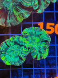 Trachyphyllia - WYSIWYG 5D288359