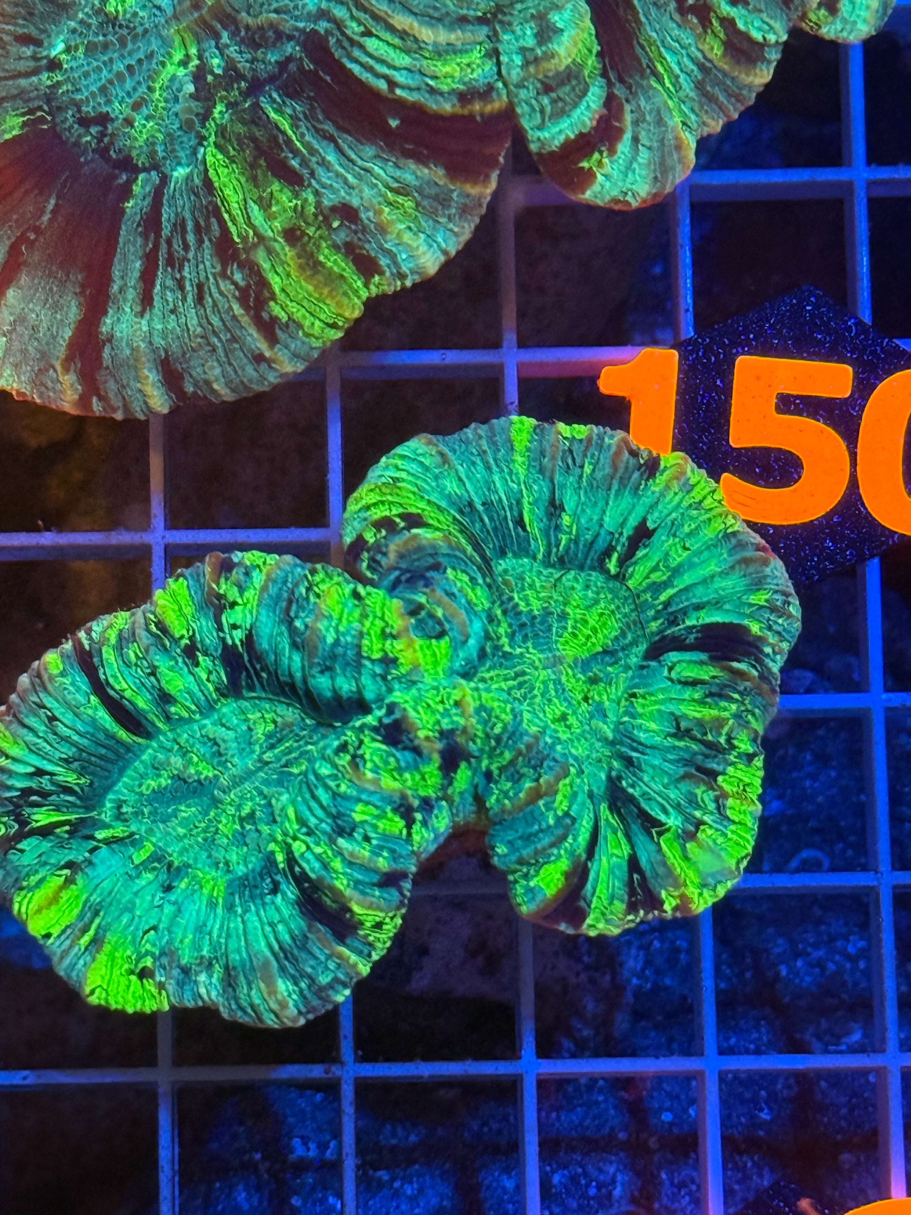 Trachyphyllia - WYSIWYG 5D288359