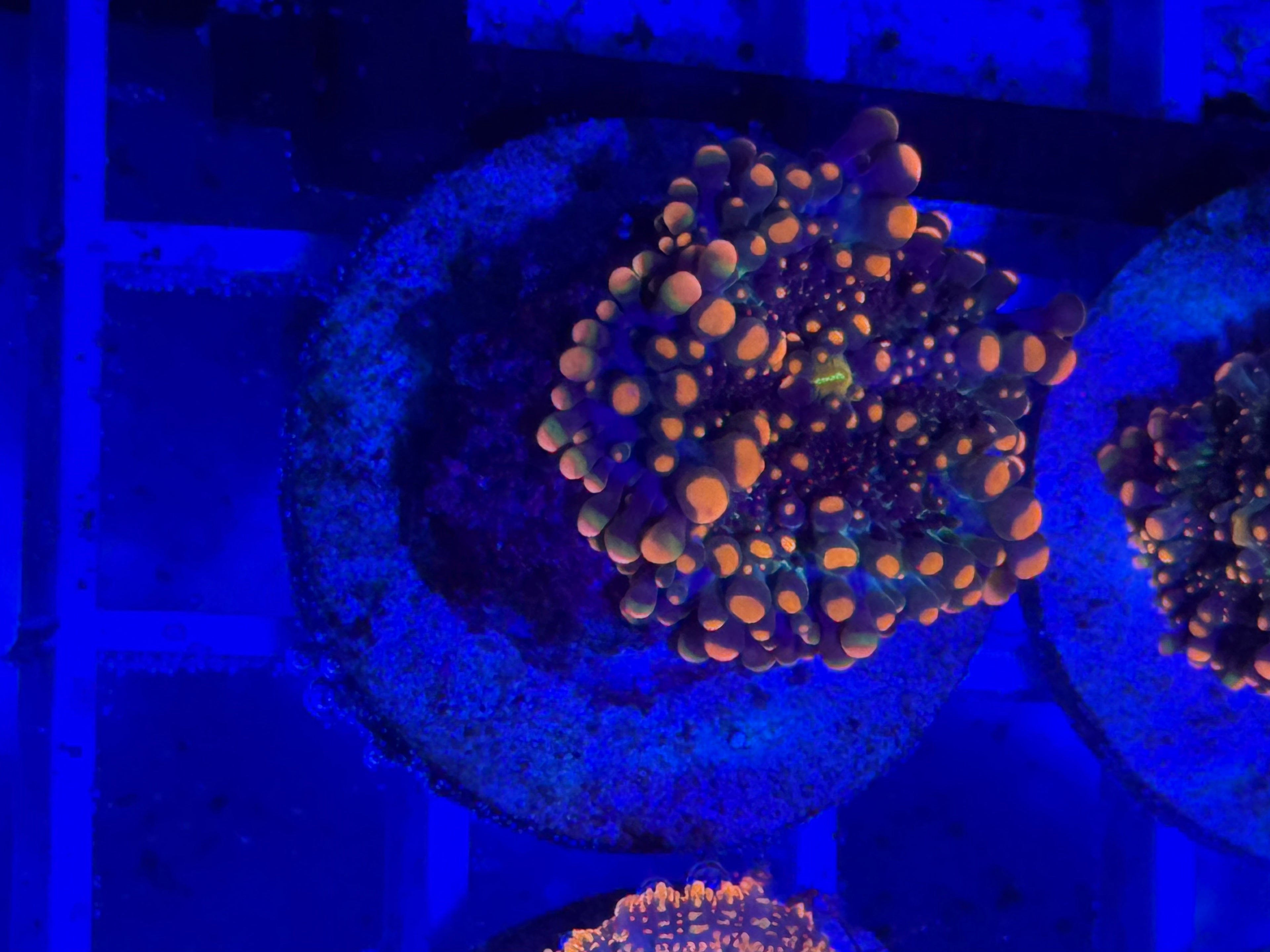 Godzilla Yuma Mushroom