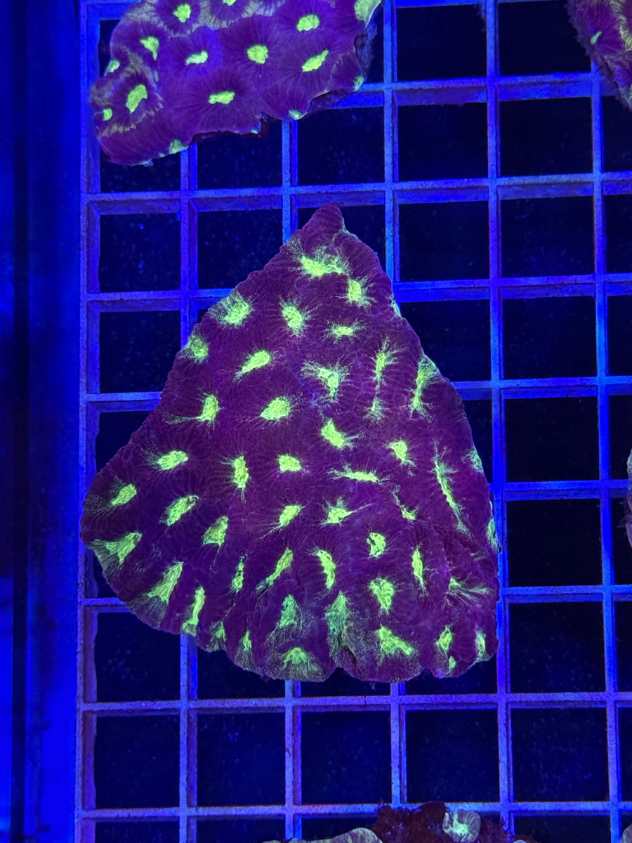 Favia Colony XL - WYSIWYG 5F7DCA2B