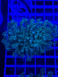 Goniopora Colony - WYSIWYG 6041FBB3