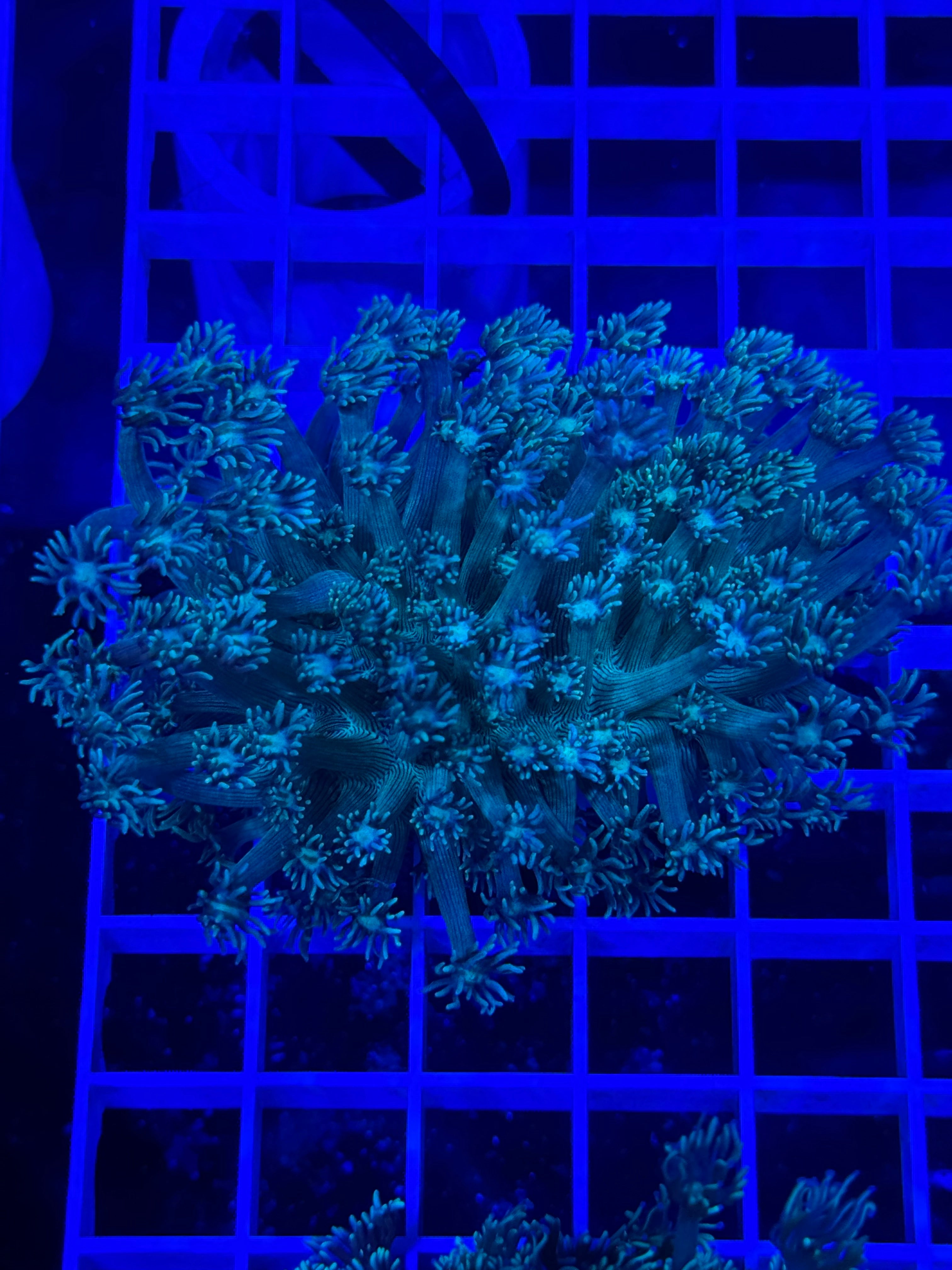 Goniopora Colony - WYSIWYG 6041FBB3