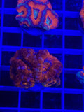 Acan Lord Ultra Frag - WYSIWYG 63B5BA75