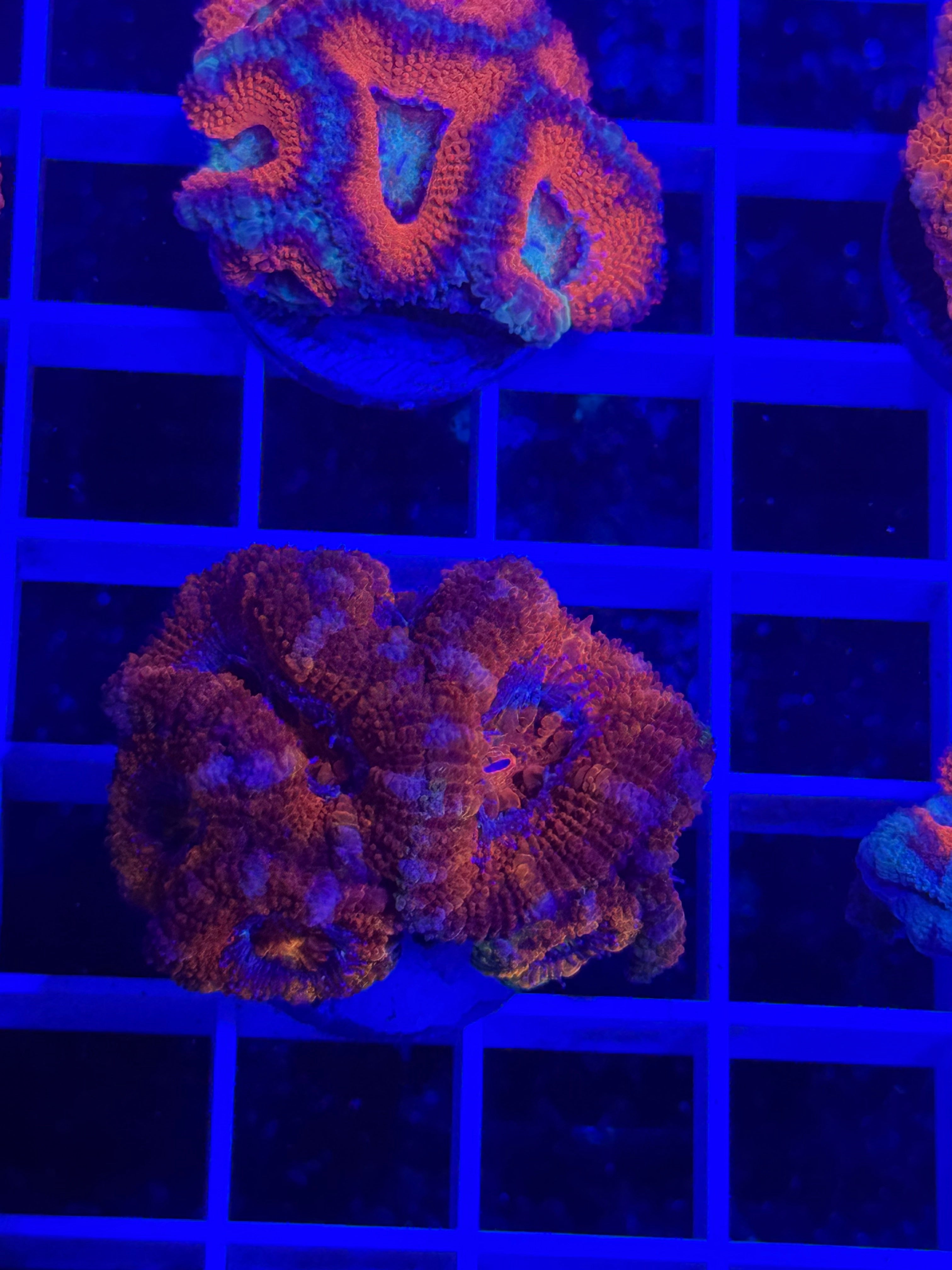 Acan Lord Ultra Frag - WYSIWYG 63B5BA75