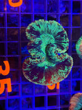 Trachyphyllia - WYSIWYG 64D2BA48