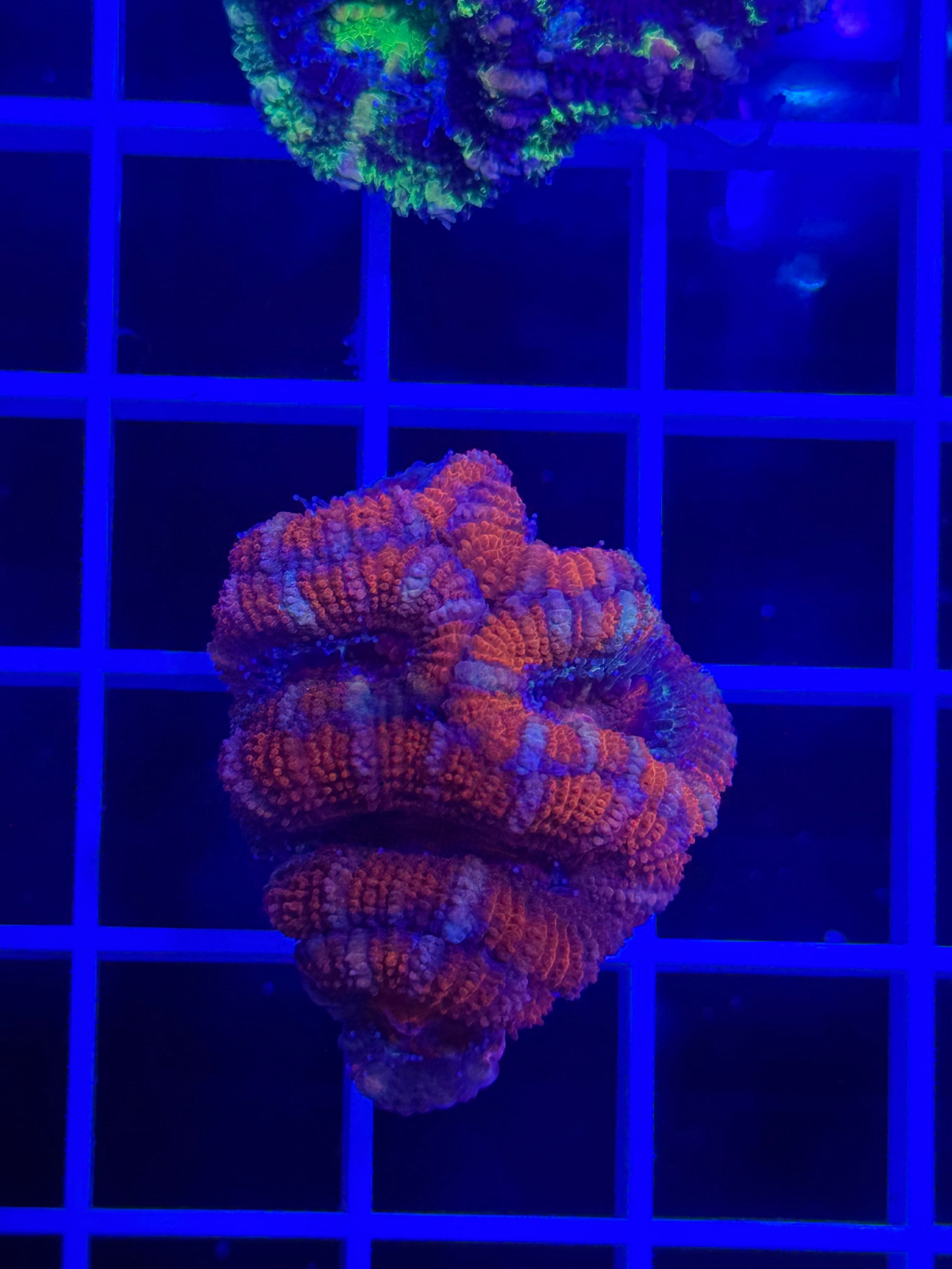 Acan Lord Ultra Frag - WYSIWYG 6670322E