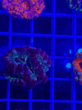 Acan Lord Ultra Frag - WYSIWYG 68DE373A