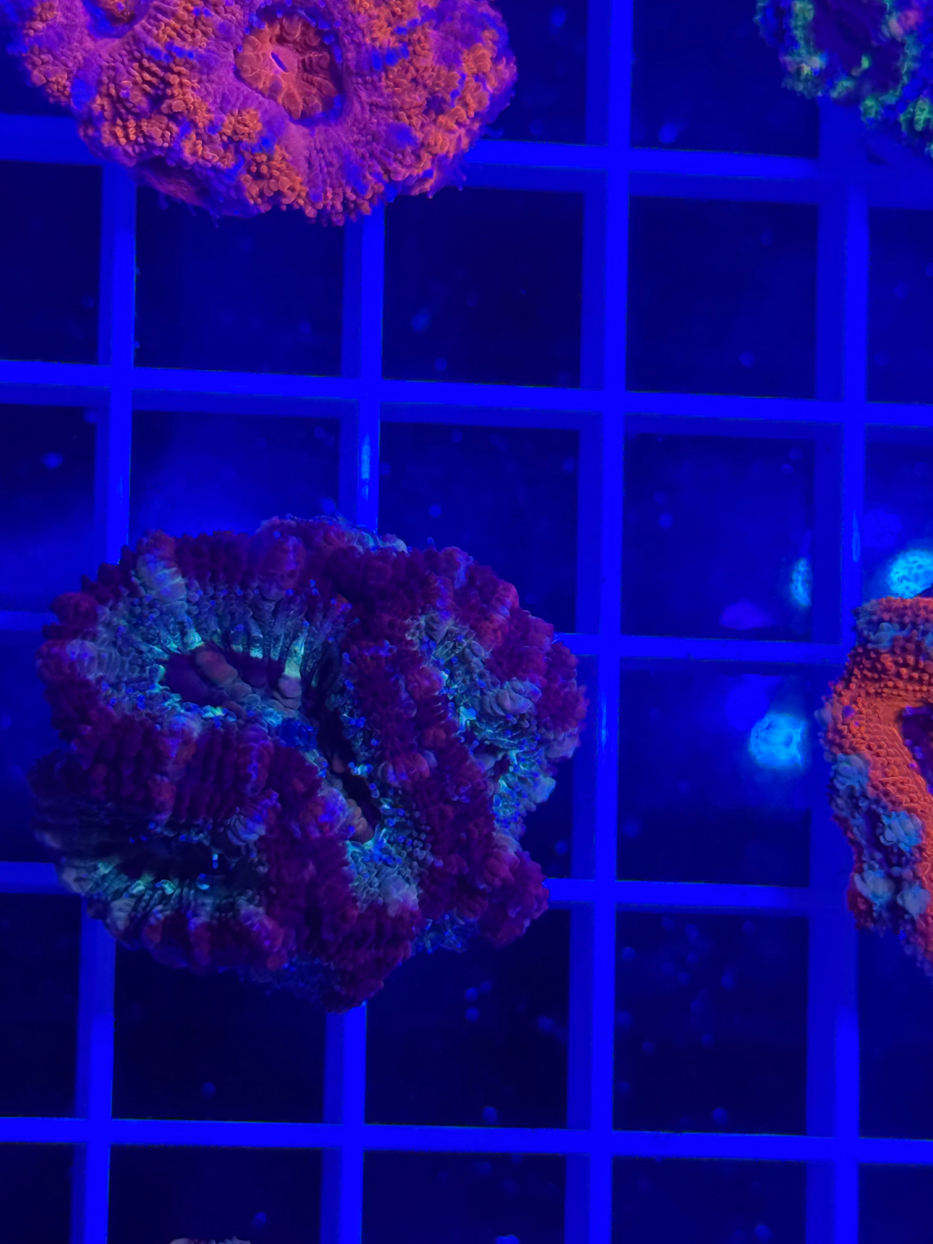 Acan Lord Ultra Frag - WYSIWYG 68DE373A