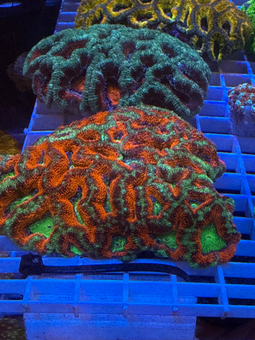 Acan Lord Ultra colony